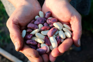 Бобовые продукты