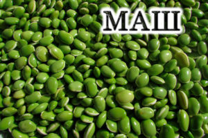 Зеленая фасоль маш