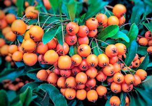 Топ-15 продуктов с высоким содержанием витамина E